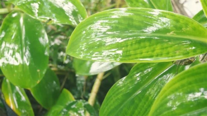 绿色植物叶片上的季风降雨。树叶上的雨滴。被水弄湿了。淋雨了。美丽的雨季，特写。自然背景设计视频素材。