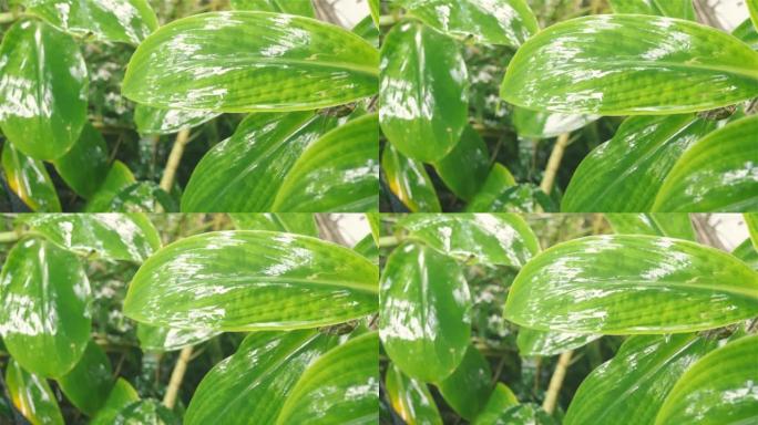 绿色植物叶片上的季风降雨。树叶上的雨滴。被水弄湿了。淋雨了。美丽的雨季，特写。自然背景设计视频素材。
