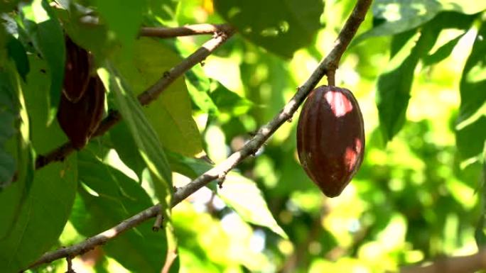 可可树 (Theobroma Cacao)。自然界中的有机可可果荚。