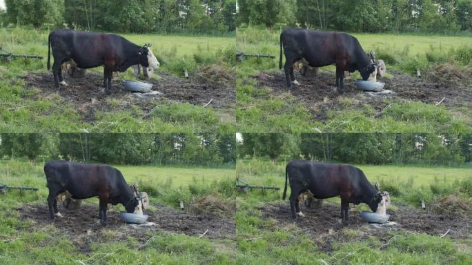 院子里的黑牛吃旧金属桶里的草料
