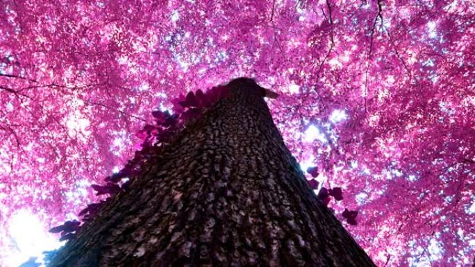 红外全景成粉红色和紫色的森林景观