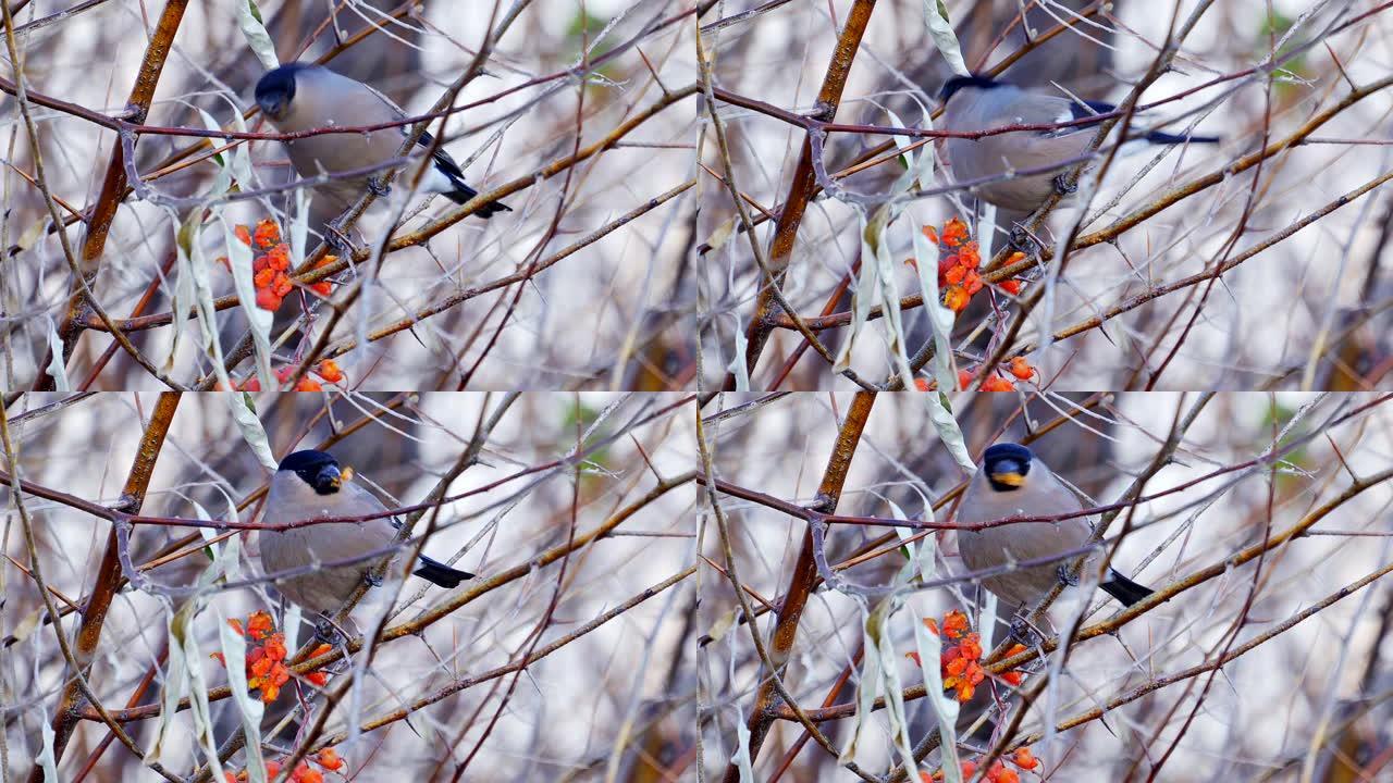 鸟类-雌性欧亚牛雀 (Pyrrhula pyrrhula) 坐在树上的树枝上，吃红山灰的浆果。