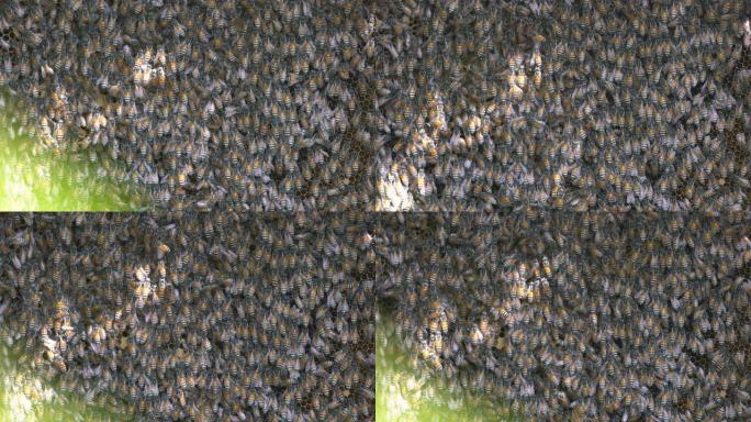 蜂巢蜂胶蜂巢上的蜜蜂