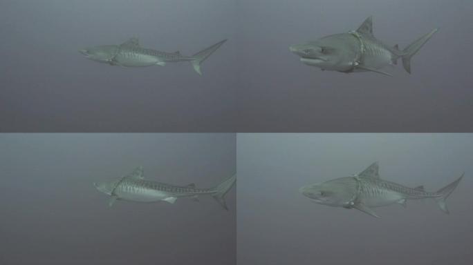 马尔代夫富瓦赫穆拉的虎鲨
