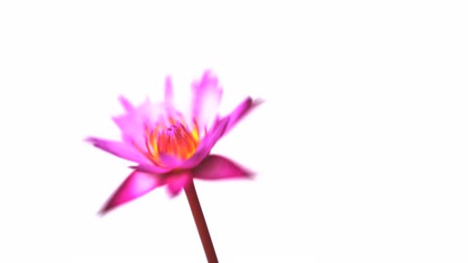 紫色睡莲旋转。白色背景上孤立的睡莲旋转。4k视频。