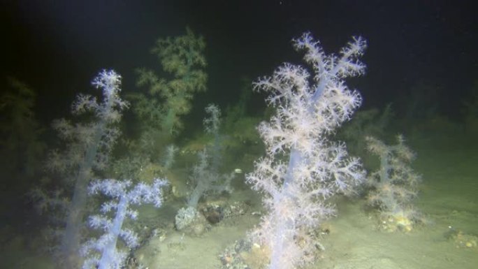 白海独家软珊瑚水下。