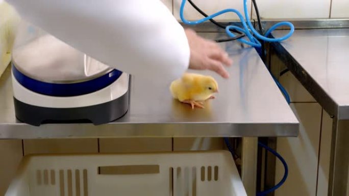 在农场给幼鸡接种疫苗的兽医。医生的手握着一颗痣，该痣会通过特殊的疫苗接种技术自动接种。