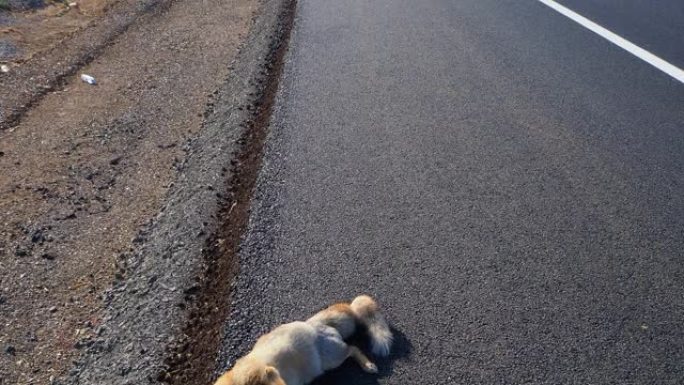 死于车祸的狐狸，死于高速公路的狐狸，