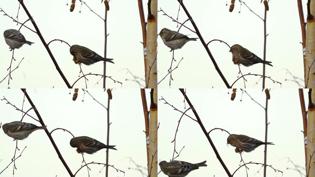 鸟类-红点 (acanthe flammea) 坐在树上的树枝上，吃桦树的种子。
