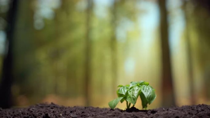在潮湿肥沃的土壤中种植生态产品，绿色植物发芽在没有转基因生物的阳光下生长。春季，苗木和农业概念中有机