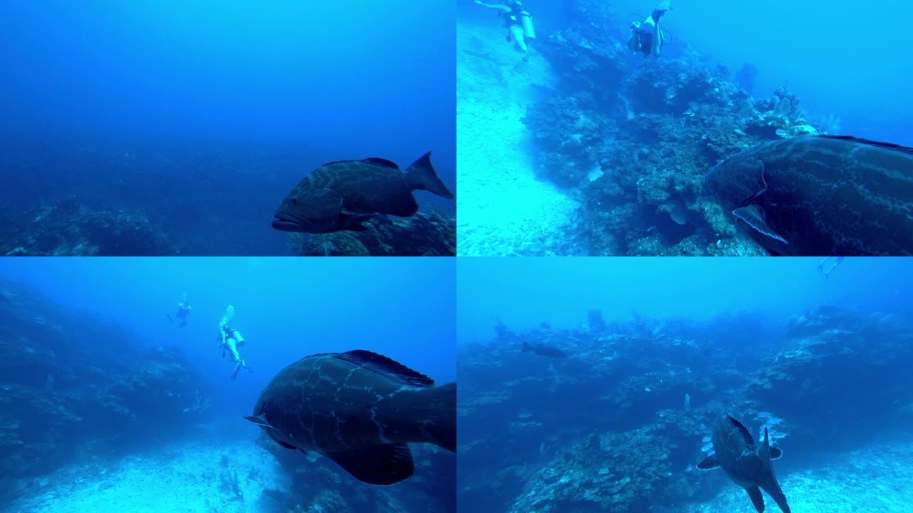 大型团体游泳,并跟随潜水员,埃斯梅拉达,圣佩德罗,伯利兹