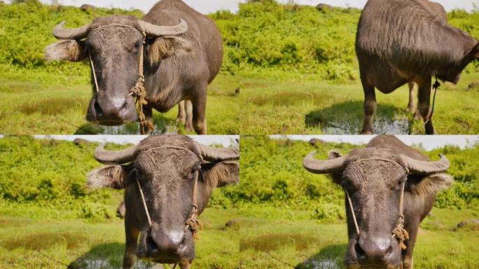 菲律宾水牛在野外。脸部特写