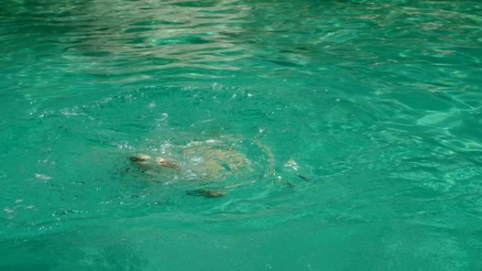 穿着泳衣的女人潜入水中，在希腊的海里游泳。慢动作。高清