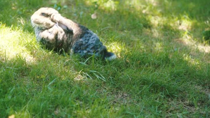 棕色荷兰Lop兔子在傍晚的阳光下在草地上清洁，跑步和玩耍。