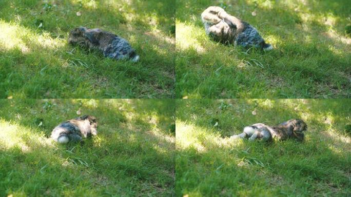 棕色荷兰Lop兔子在傍晚的阳光下在草地上清洁，跑步和玩耍。