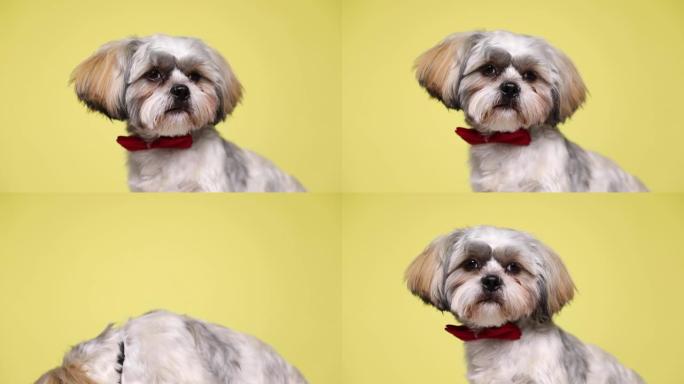 快乐的西施犬坐着，戴着红色领结，舔着嘴，环顾四周，低头远离镜头，站起来在黄色工作室背景上嗅