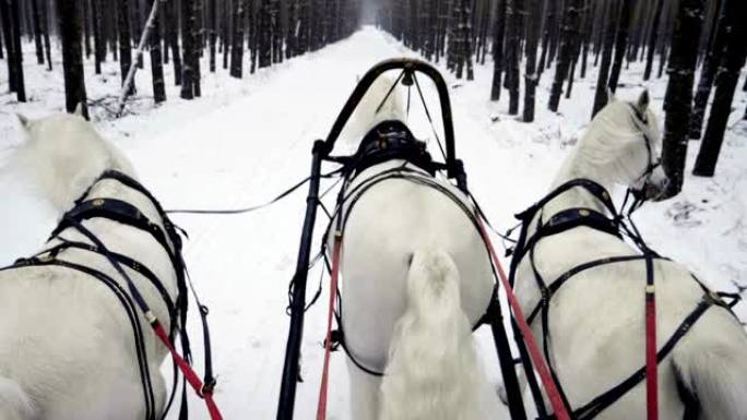 俄罗斯三驾马车，由三匹白马在森林里拉雪橇。慢动作。高清