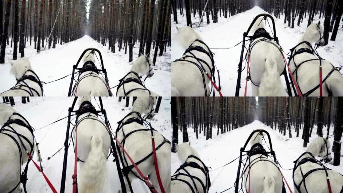 俄罗斯三驾马车，由三匹白马在森林里拉雪橇。慢动作。高清
