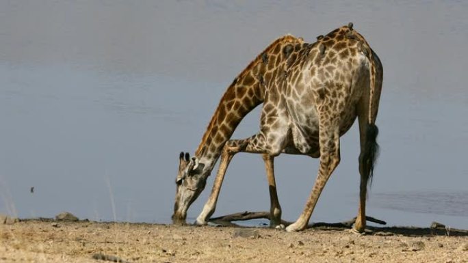 长颈鹿 (长颈鹿) 与牛啄木鸟饮水，南非克鲁格国家公园