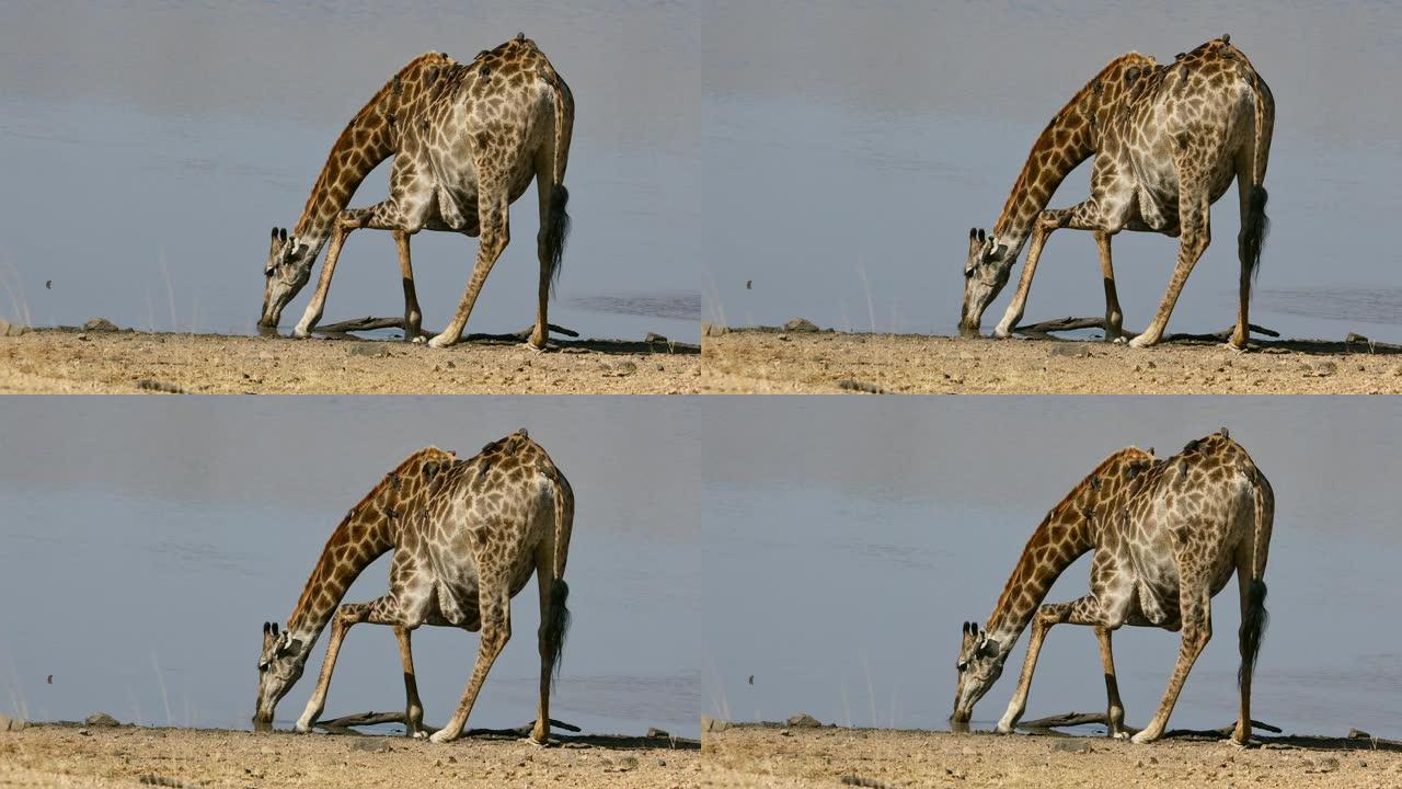 长颈鹿 (长颈鹿) 与牛啄木鸟饮水，南非克鲁格国家公园