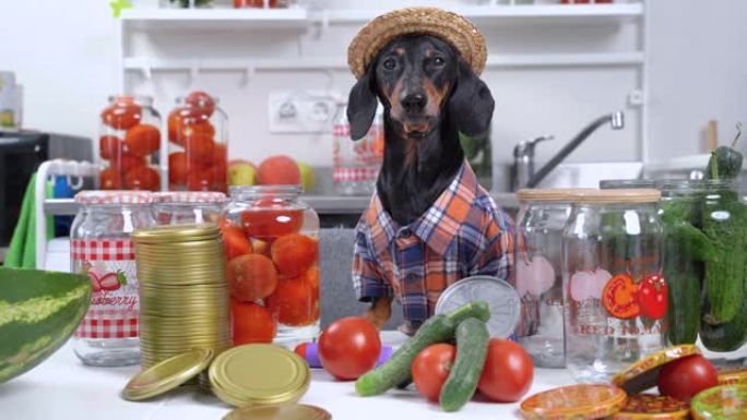 穿着格子衬衫和草帽的有趣的腊肠犬农夫狗为冬天的蔬菜和水果罐头准备了设备和产品，并从西红柿罐中喝水
