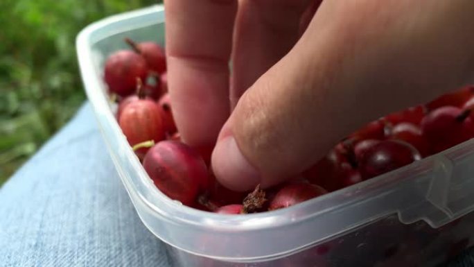 游客徒步旅行者坐在森林里，吃醋栗，午餐盒里的甜浆果，生食饮食