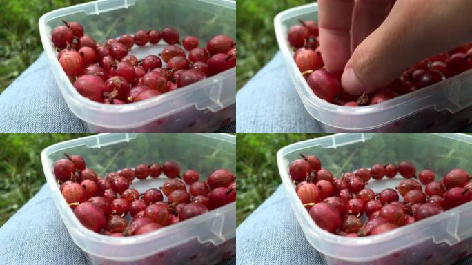 游客徒步旅行者坐在森林里，吃醋栗，午餐盒里的甜浆果，生食饮食