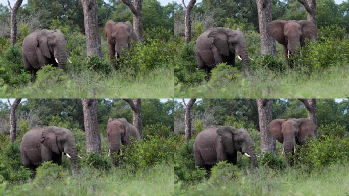 南非大自然中大象的特写镜头 -- 动物概念