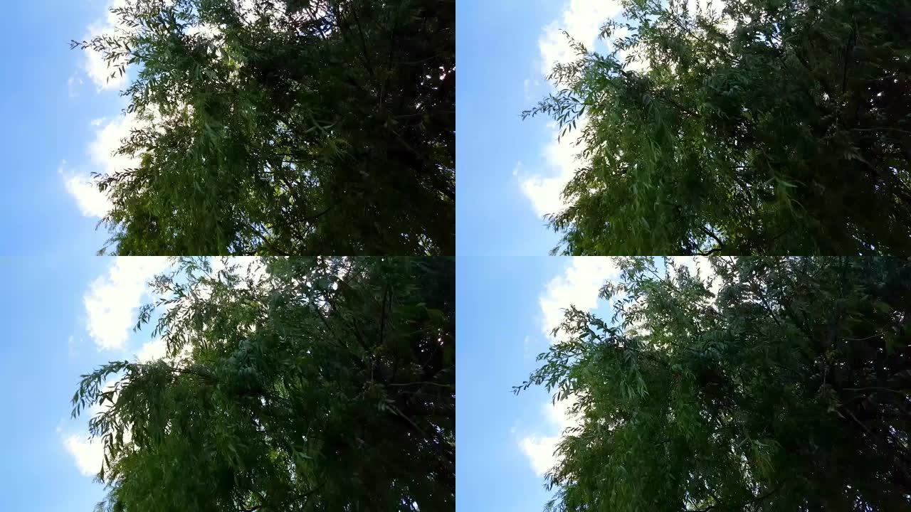 蓝天下的柳树树枝在风中摆动。