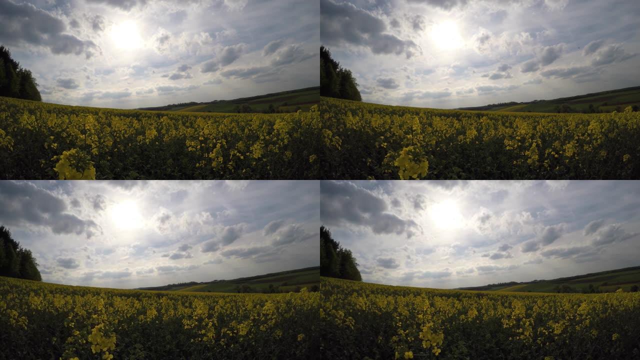 盛开的油菜籽田在温暖阳光明媚的夏日。天空中起伏的云。美丽的黄色花朵和乡村景观。4K