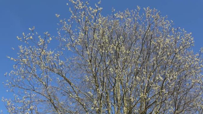 春季盛开的山羊柳柳caprea老树