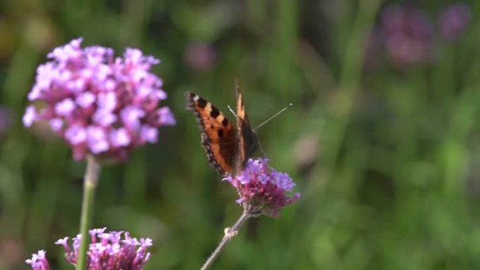 彩绘蝴蝶 (Vanessa cardui) 以紫色马鞭草为食