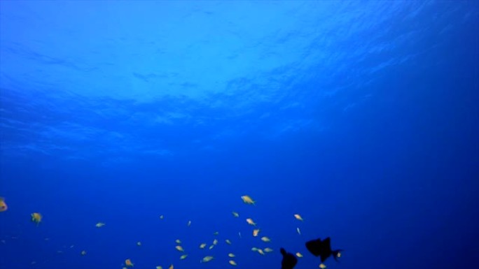 海蓝色水浪热带鱼热带鱼群海洋大海野生动物