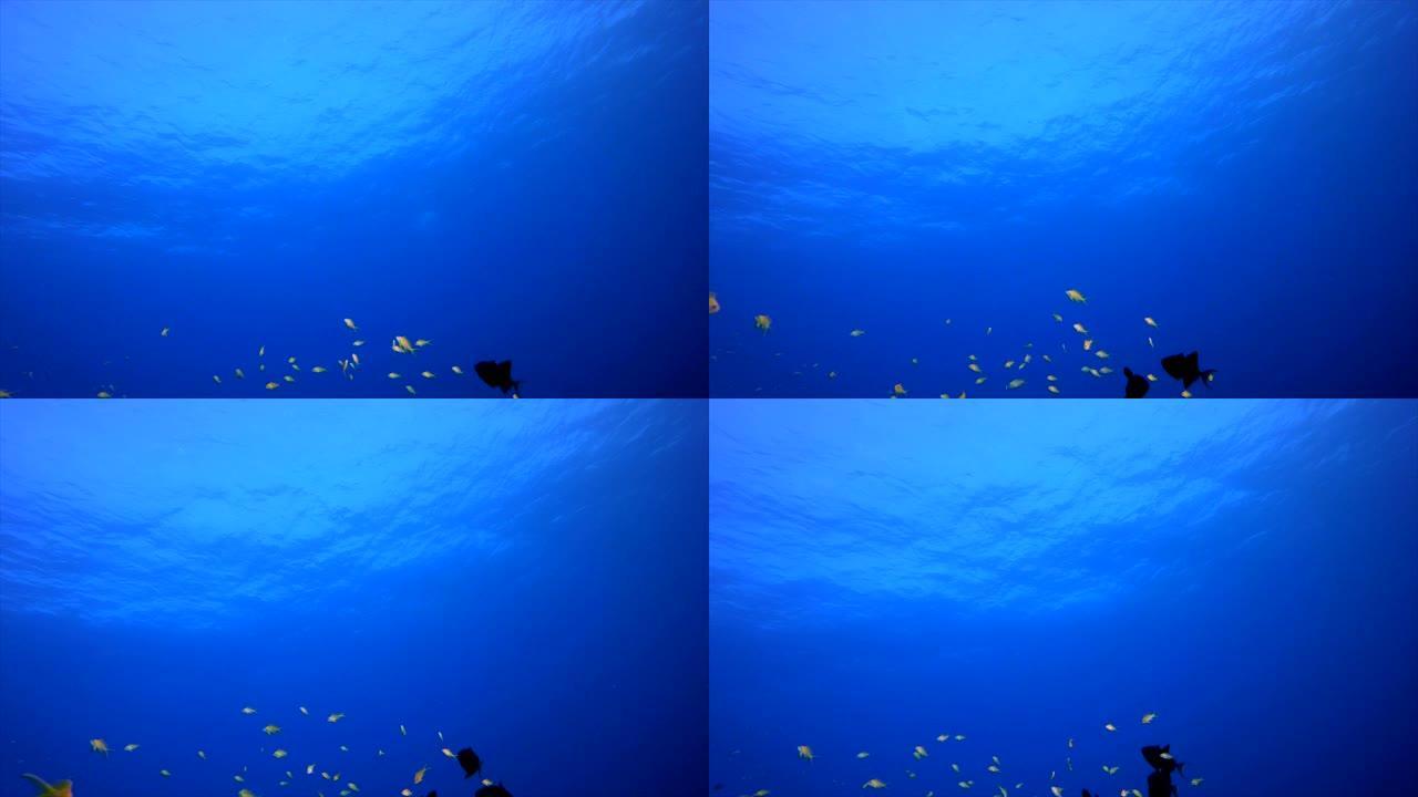 海蓝色水浪热带鱼热带鱼群海洋大海野生动物