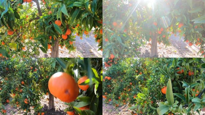 夕阳下的黄色和橙色果树。成熟的新鲜有机柿子果实生长在花园里的树枝上