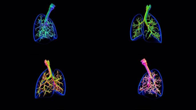 肺人体呼吸系统解剖医学概念3D