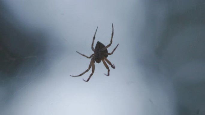 网上蜘蛛的特写微距实拍小虫子昆虫
