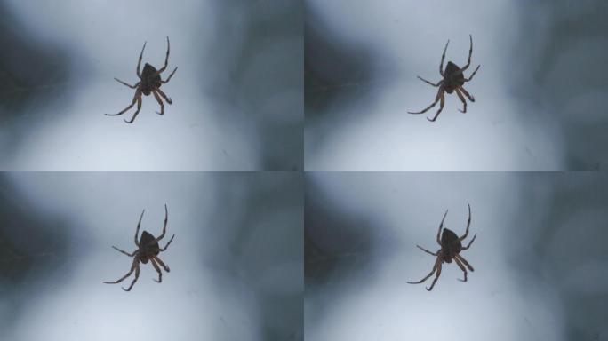 网上蜘蛛的特写微距实拍小虫子昆虫