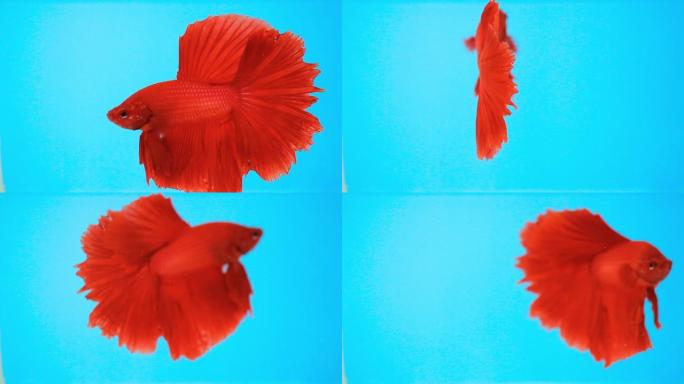 红色尾巴斗鱼。