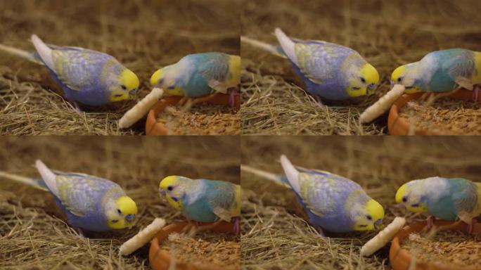 一对美丽的彩虹鹦鹉在农场吃食物。