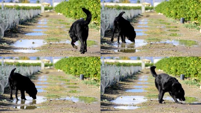 黑獒在西班牙一个农田的水坑上喝水。
