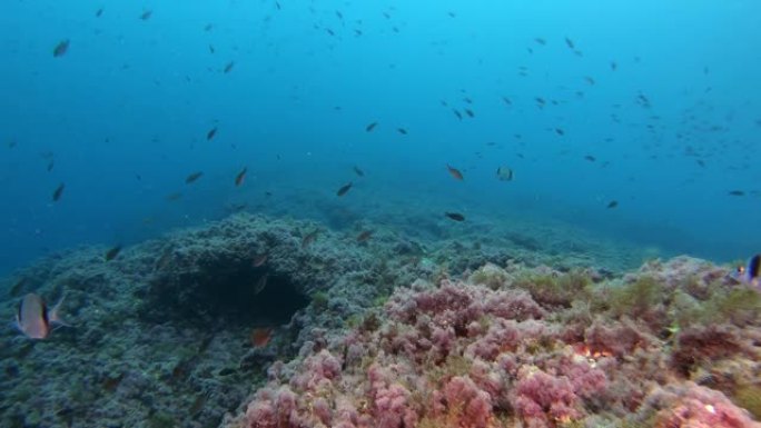 海底景观-在礁石中潜水