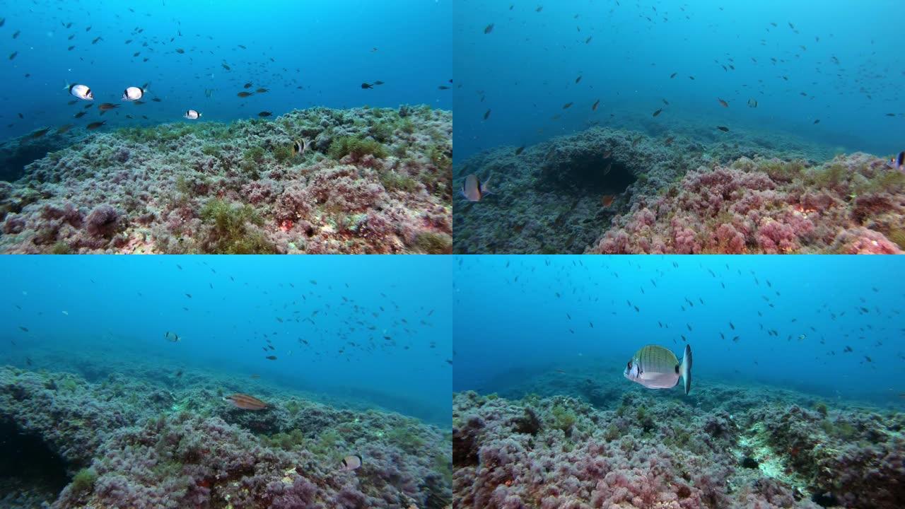 海底景观-在礁石中潜水
