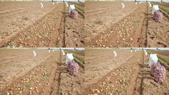田野上躺着一辆最近挖的土豆拖拉机。农民收割