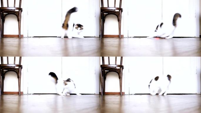 可爱的猫追逐地板上的红色激光笔低角度拍摄
