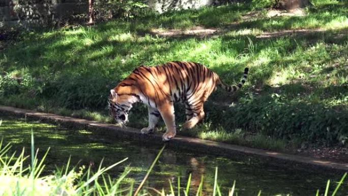 西伯利亚虎Panthera tigris altaica是世界上最大的猫