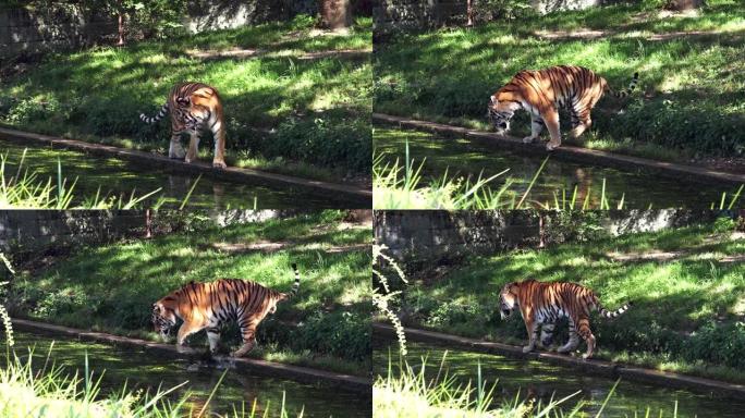 西伯利亚虎Panthera tigris altaica是世界上最大的猫