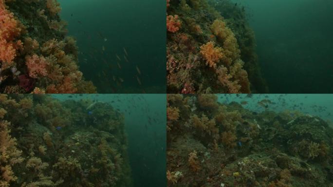 一群生活在深海暗礁中的小热带鱼和燧发鱼