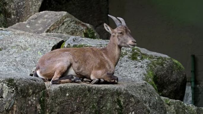 岩石上的雄性山ibex或卡普拉ibex