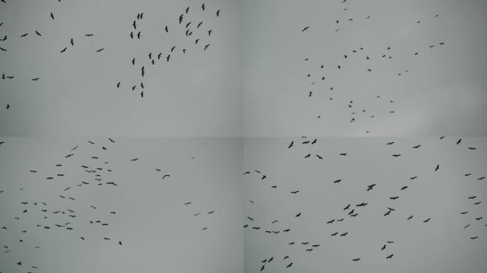 从下面成群的鹳在灰色多云的天空中飞行。高飞的鸟儿剪影作为自由和自然的象征。保护环境和濒危动物物种的概